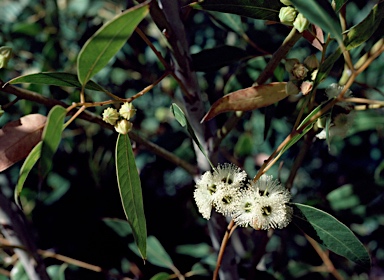 APII jpeg image of Eucalyptus calcicola  © contact APII