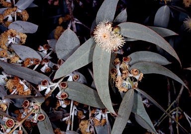 APII jpeg image of Eucalyptus cinerea  © contact APII