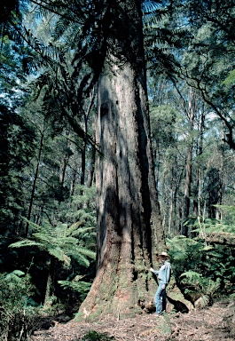 APII jpeg image of Eucalyptus fastigata  © contact APII