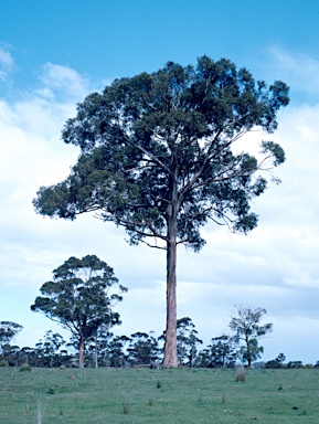 APII jpeg image of Eucalyptus globulus  © contact APII