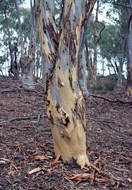 APII jpeg image of Eucalyptus mannifera  © contact APII