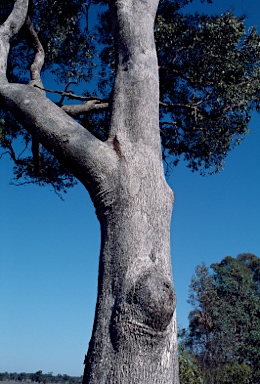 APII jpeg image of Eucalyptus microcarpa  © contact APII