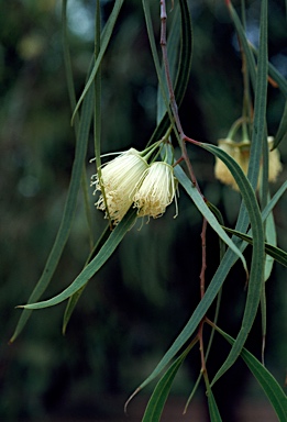 APII jpeg image of Eucalyptus synandra  © contact APII