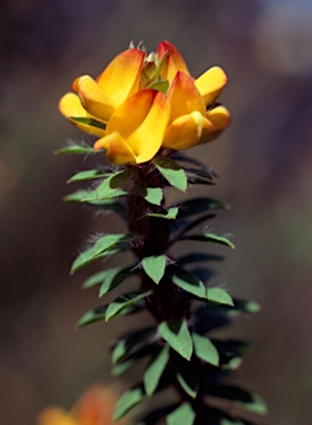 APII jpeg image of Pultenaea tuberculata  © contact APII