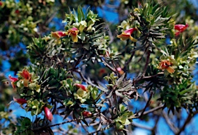 APII jpeg image of Eremophila duttonii  © contact APII