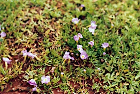 APII jpeg image of Elacholoma prostrata  © contact APII