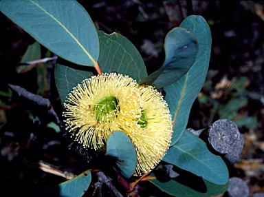 APII jpeg image of Eucalyptus preissiana  © contact APII