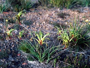 APII jpeg image of Anigozanthos bicolor  © contact APII