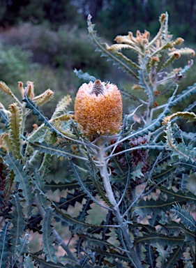 APII jpeg image of Banksia victoriae  © contact APII