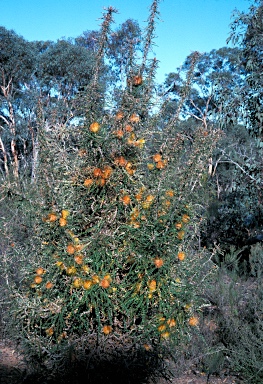 APII jpeg image of Banksia nobilis subsp. nobilis  © contact APII