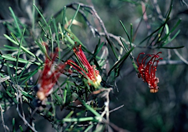 APII jpeg image of Grevillea concinna subsp. lemanniana  © contact APII