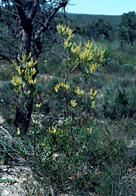 APII jpeg image of Grevillea shuttleworthiana subsp. canarina  © contact APII