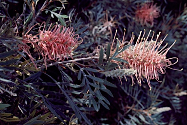 APII jpeg image of Grevillea 'Pink Champagne'  © contact APII