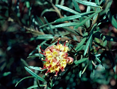 APII jpeg image of Grevillea polybractea  © contact APII