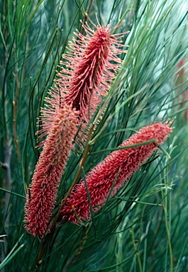 APII jpeg image of Hakea bucculenta  © contact APII