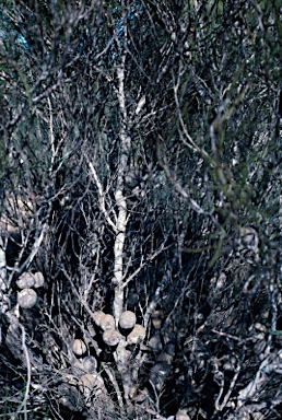 APII jpeg image of Hakea platysperma  © contact APII