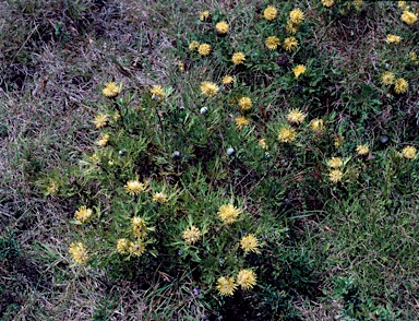 APII jpeg image of Isopogon anemonifolius  © contact APII