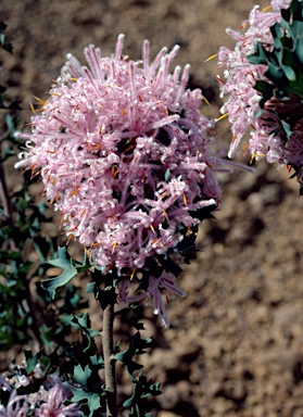 APII jpeg image of Isopogon baxteri  © contact APII