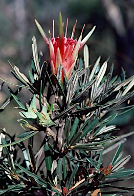 APII jpeg image of Lambertia formosa  © contact APII