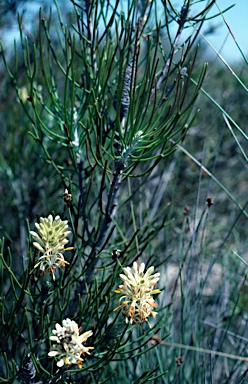 APII jpeg image of Petrophile semifurcata  © contact APII