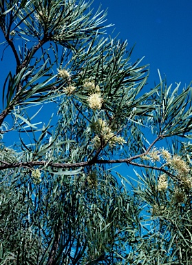 APII jpeg image of Hakea macrocarpa  © contact APII