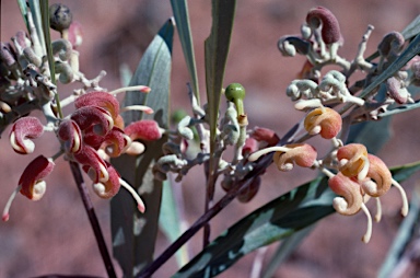 APII jpeg image of Grevillea refracta  © contact APII