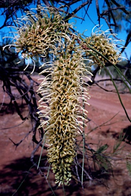 APII jpeg image of Hakea lorea  © contact APII