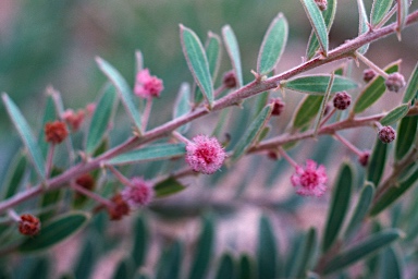 APII jpeg image of Acacia purpureopetala  © contact APII