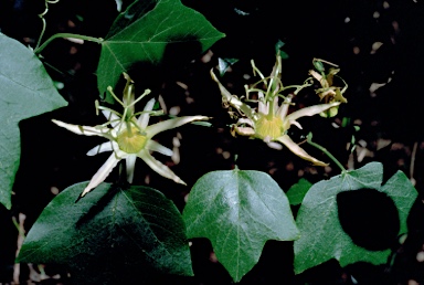 APII jpeg image of Passiflora herbertiana  © contact APII