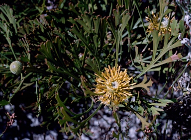 APII jpeg image of Isopogon anemonifolius  © contact APII