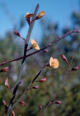 APII jpeg image of Bossiaea ensata  © contact APII