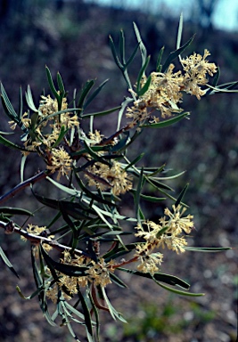 APII jpeg image of Petrophile heterophylla  © contact APII