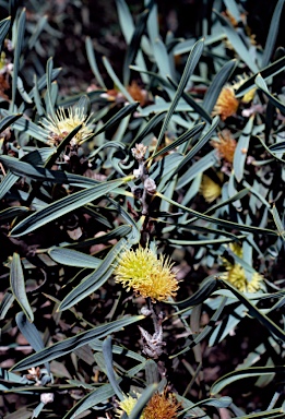 APII jpeg image of Hakea cinerea  © contact APII