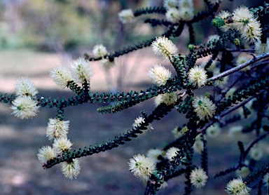 APII jpeg image of Melaleuca densa  © contact APII