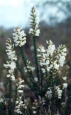 APII jpeg image of Epacris obtusifolia  © contact APII