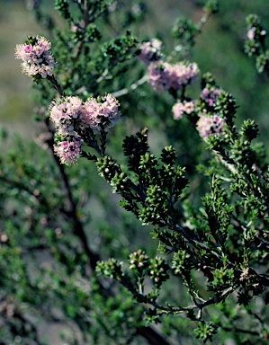 APII jpeg image of Kunzea micrantha  © contact APII