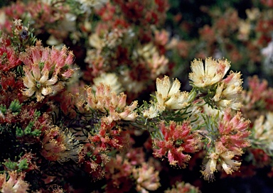 APII jpeg image of Melaleuca urceolaris  © contact APII