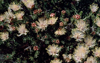 APII jpeg image of Melaleuca laetifica  © contact APII