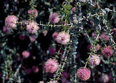 APII jpeg image of Melaleuca cordata  © contact APII