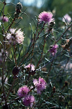 APII jpeg image of Melaleuca filifolia  © contact APII