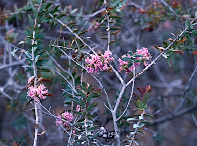 APII jpeg image of Melaleuca spicigera  © contact APII