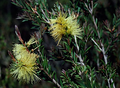 APII jpeg image of Callistemon viridiflorus  © contact APII