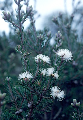 APII jpeg image of Melaleuca pauperiflora  © contact APII