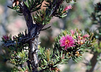 APII jpeg image of Melaleuca scabra  © contact APII