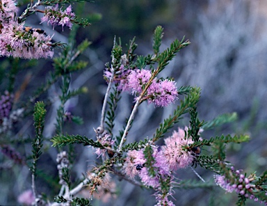 APII jpeg image of Melaleuca glaberrima  © contact APII