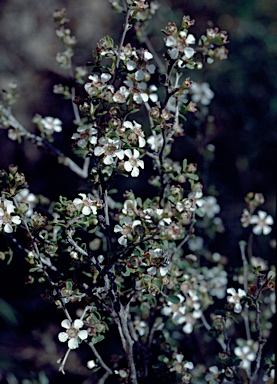 APII jpeg image of Leptospermum maxwellii  © contact APII