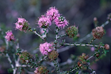 APII jpeg image of Kunzea micrantha subsp. oligandra  © contact APII