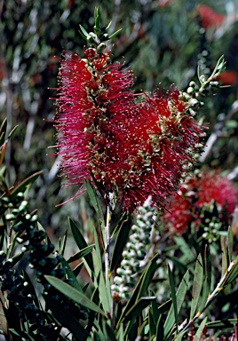 APII jpeg image of Callistemon 'Genoa River'  © contact APII