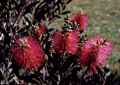 APII jpeg image of Callistemon 'Mt. Drummer'  © contact APII