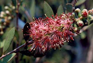 APII jpeg image of Callistemon 'Happy Valley'  © contact APII